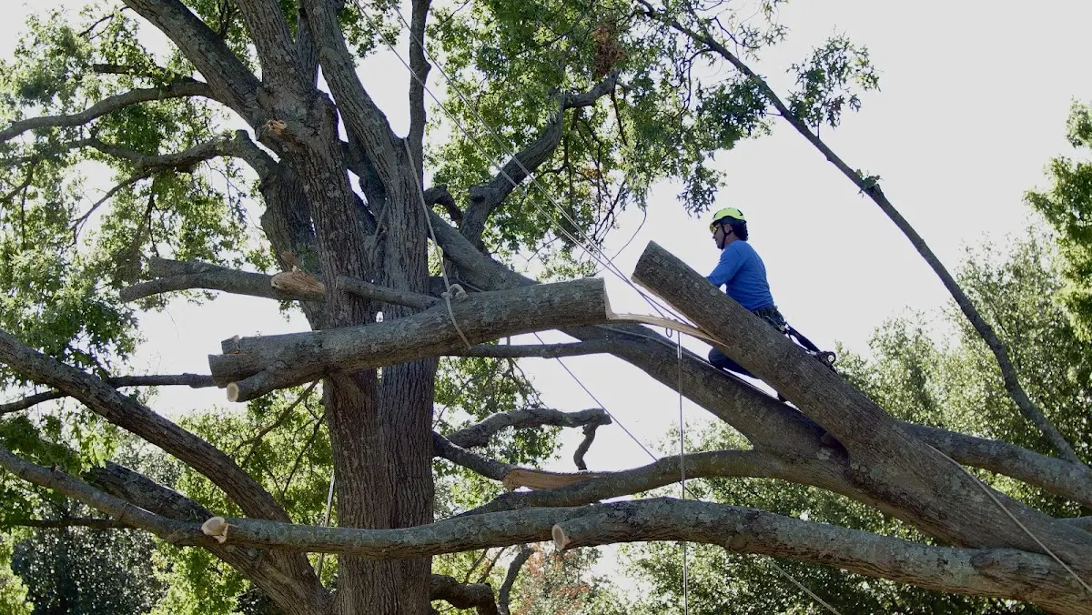 Professional Crown Thinning performed by certified arborists in Partridge
